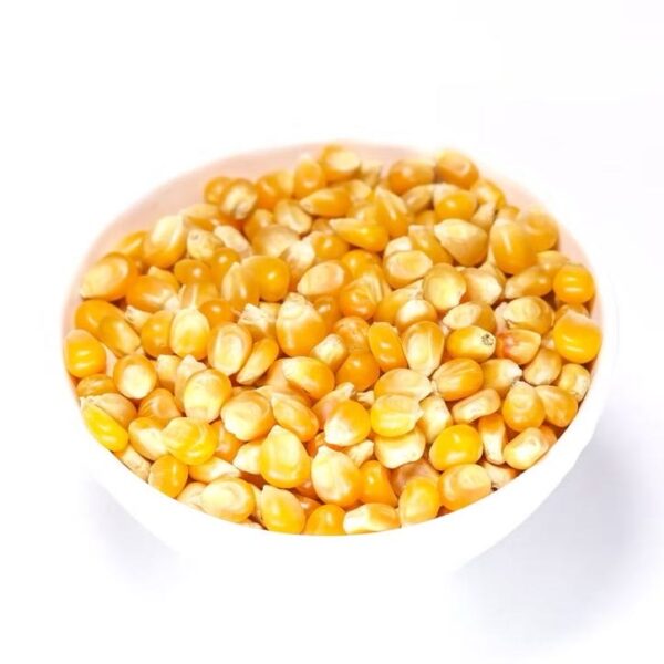 MILHO DE PIPOCA